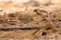Siberische Boompieper